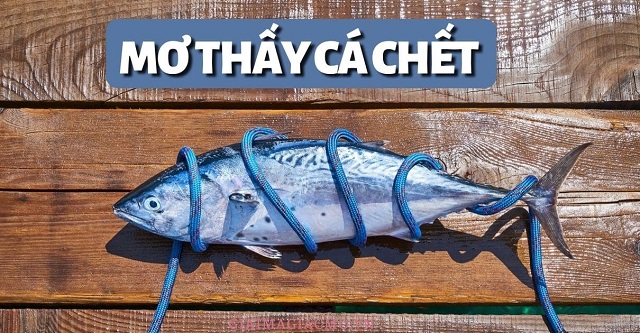 Nằm mơ thấy cá chết có ý nghĩa gì? Nằm mơ thấy cá chết có ý nghĩa gì?