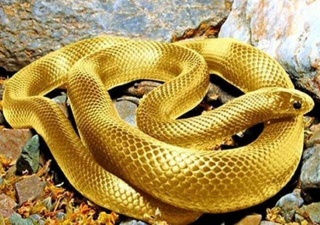 Chiêm bao thấy rắn là điềm gì