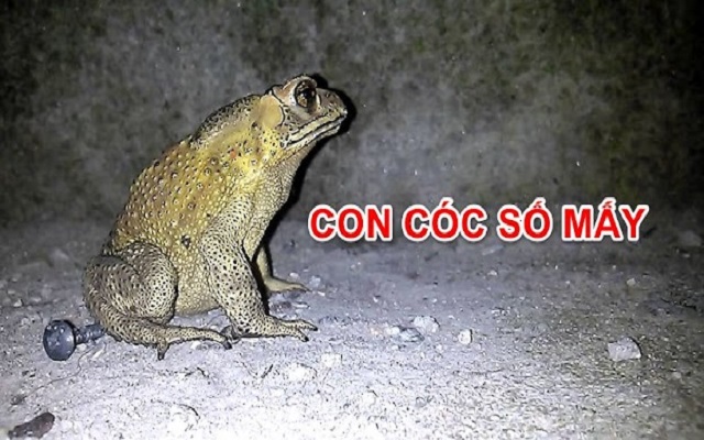 Con cóc là số mấy Con cóc là số mấy