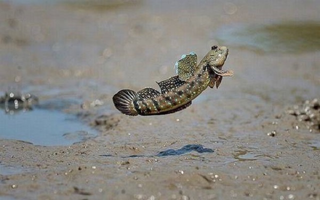 Mơ thấy cá ở trên cạn nên đánh con gì Mơ thấy cá ở trên cạn nên đánh con gì
