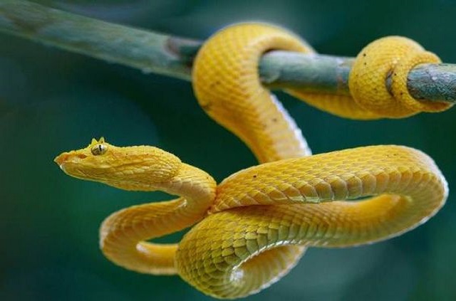 Mơ thấy rắn vàng nên đánh con gì