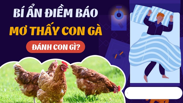 Chiêm bao mơ thấy gà là giấc mộng may mắn Chiêm bao mơ thấy gà là giấc mộng may mắn