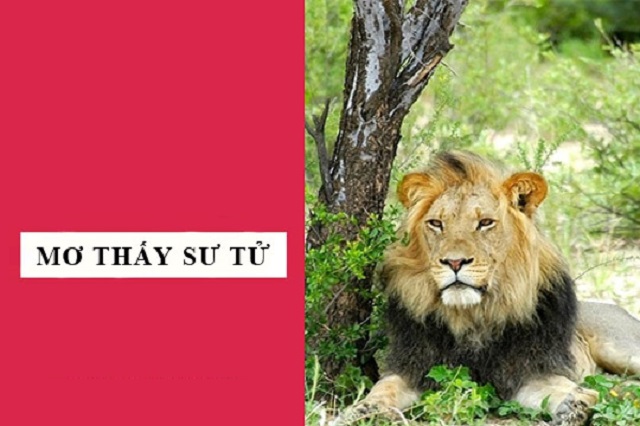 Giải mã điềm báo khi mơ thấy đàn sư tử Giải mã điềm báo khi mơ thấy đàn sư tử