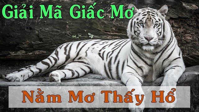 Mơ thấy hổ điềm lành hay dữ? Mơ thấy hổ điềm lành hay dữ?
