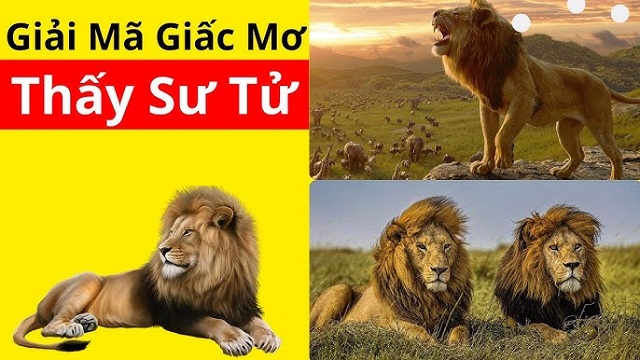 Mơ thấy sư tử trắng báo hiệu điềm may Mơ thấy sư tử trắng báo hiệu điềm may