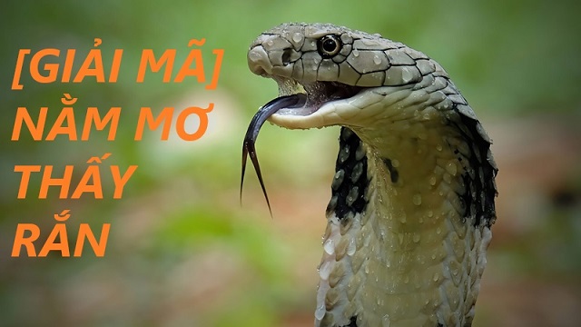 Ý nghĩa về giấc mơ thấy giết rắn là gì? Ý nghĩa về giấc mơ thấy giết rắn là gì?