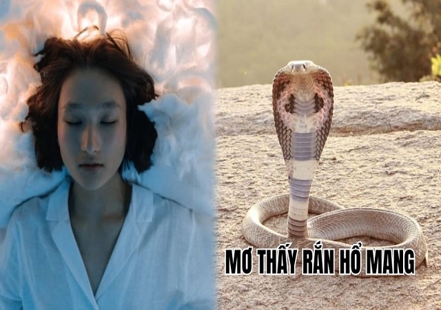 Giải mã giấc mơ thấy rắn hổ mang Giải mã giấc mơ thấy rắn hổ mang